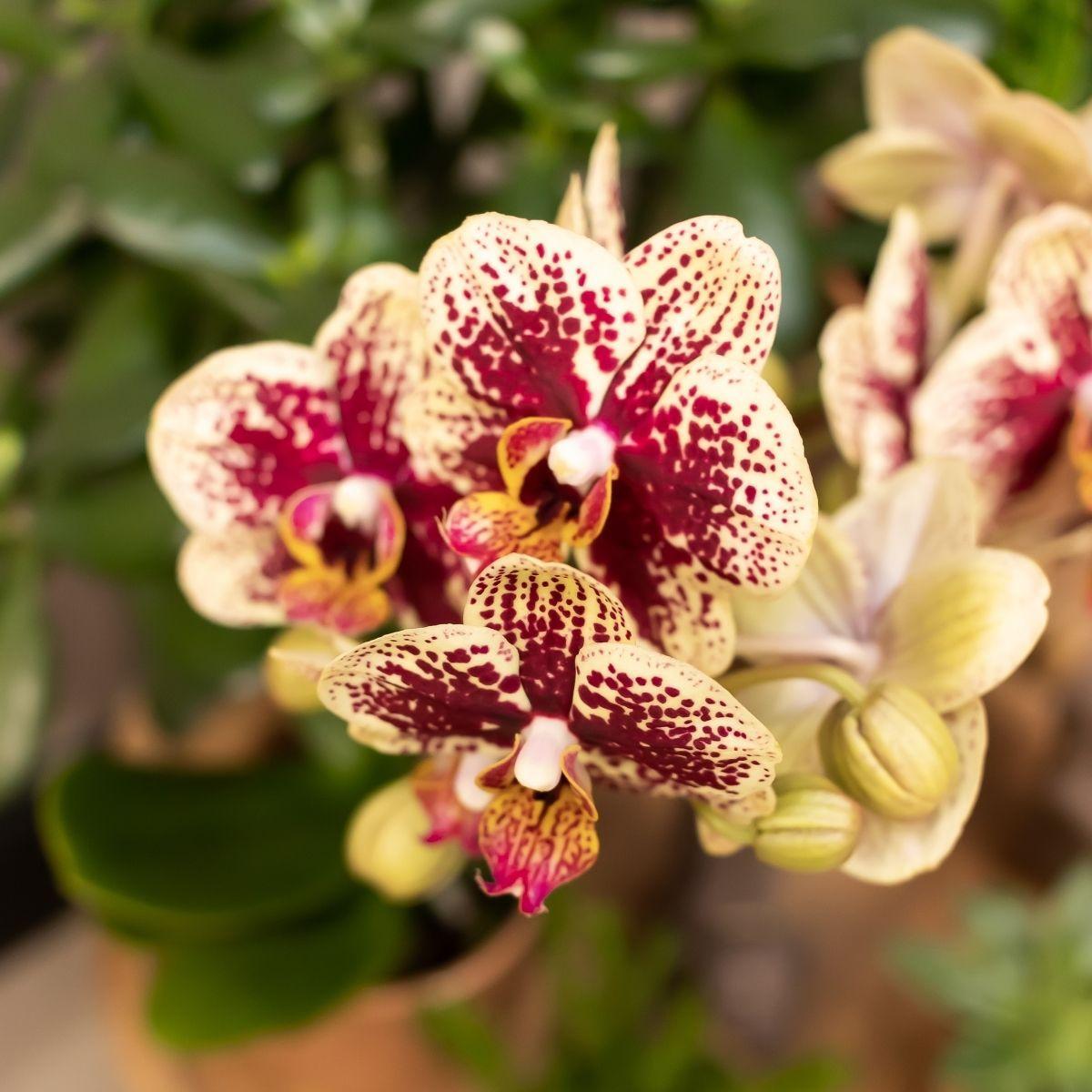 Phalaenopsis Orchidee geel/rood in cognac pot - Vivaflorique