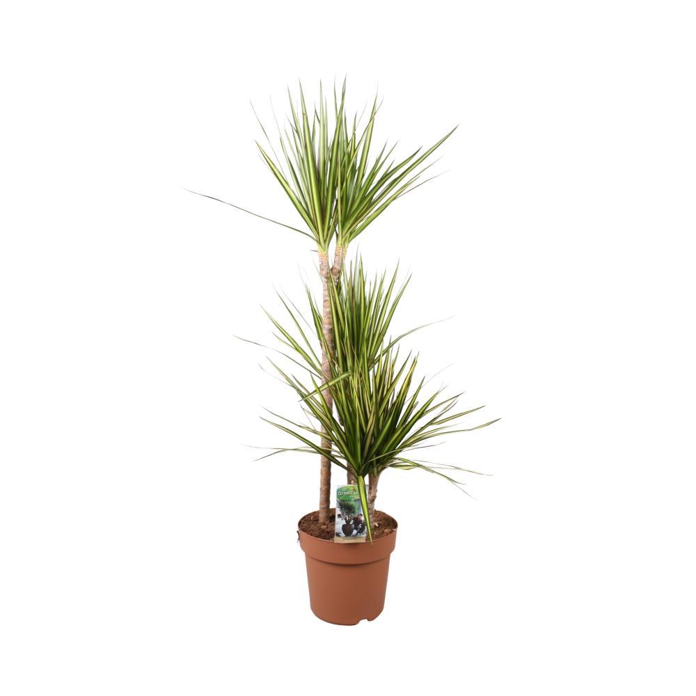 Dracaena marginata Sunray - Vivaflorique