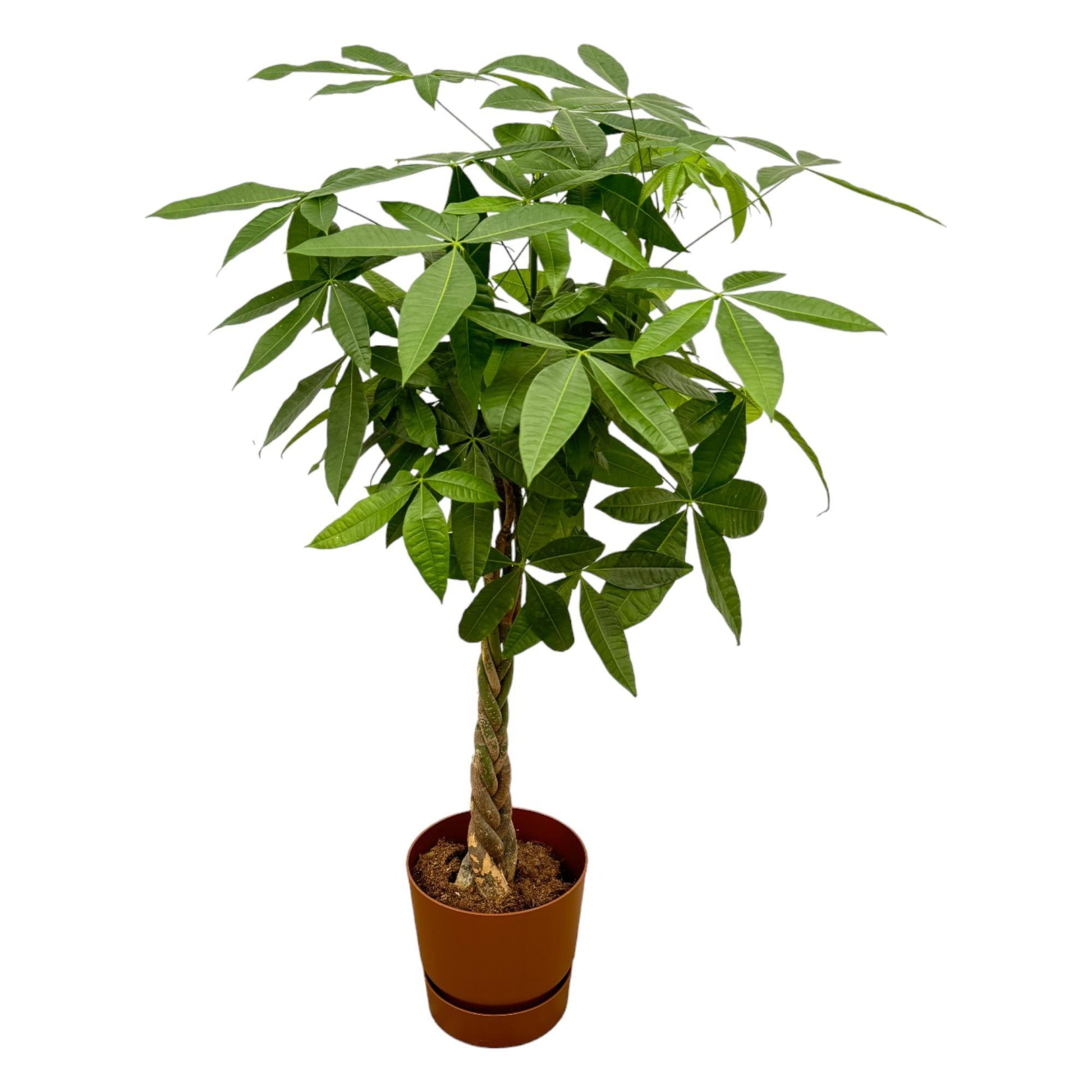 Pachira Aquatica inclusief elho® pot - Vivaflorique