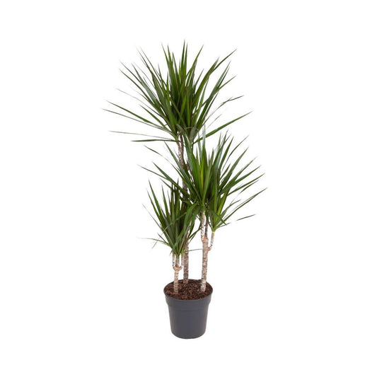 Dracaena Marginata - Vivaflorique