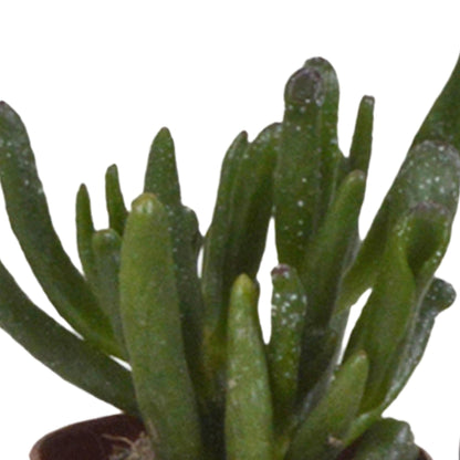 Succulentenmix in een witte pot - 5 stuks - Vivaflorique