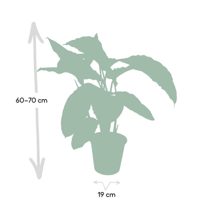 Calathea Warscewiczii - Pauwenplant - Vivaflorique