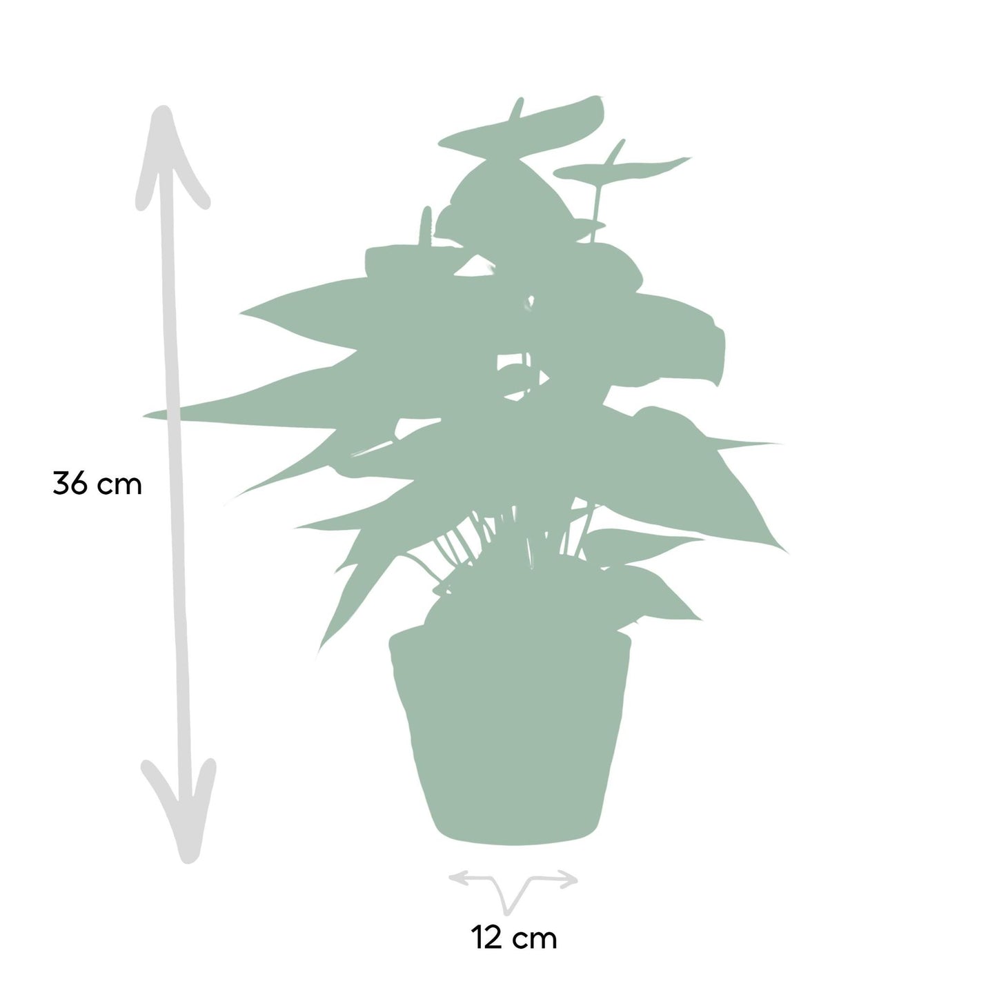 Anthurium andreanum Süßer Traum inclusief pot - Vivaflorique