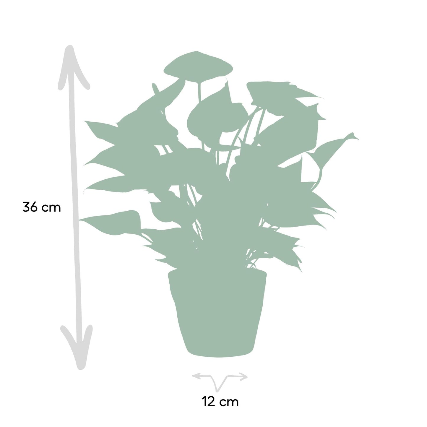 Anthurium andreanum Diamantrot inclusief pot - Vivaflorique