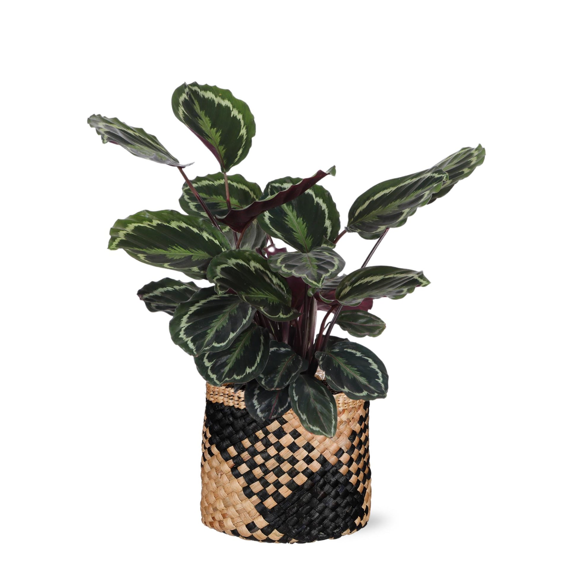 Calathea Medaillon Inklusive elho® pot - Vivaflorique