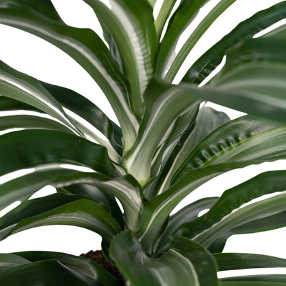 Dracaena Fragrans 'witte vacht' - Vivaflorique