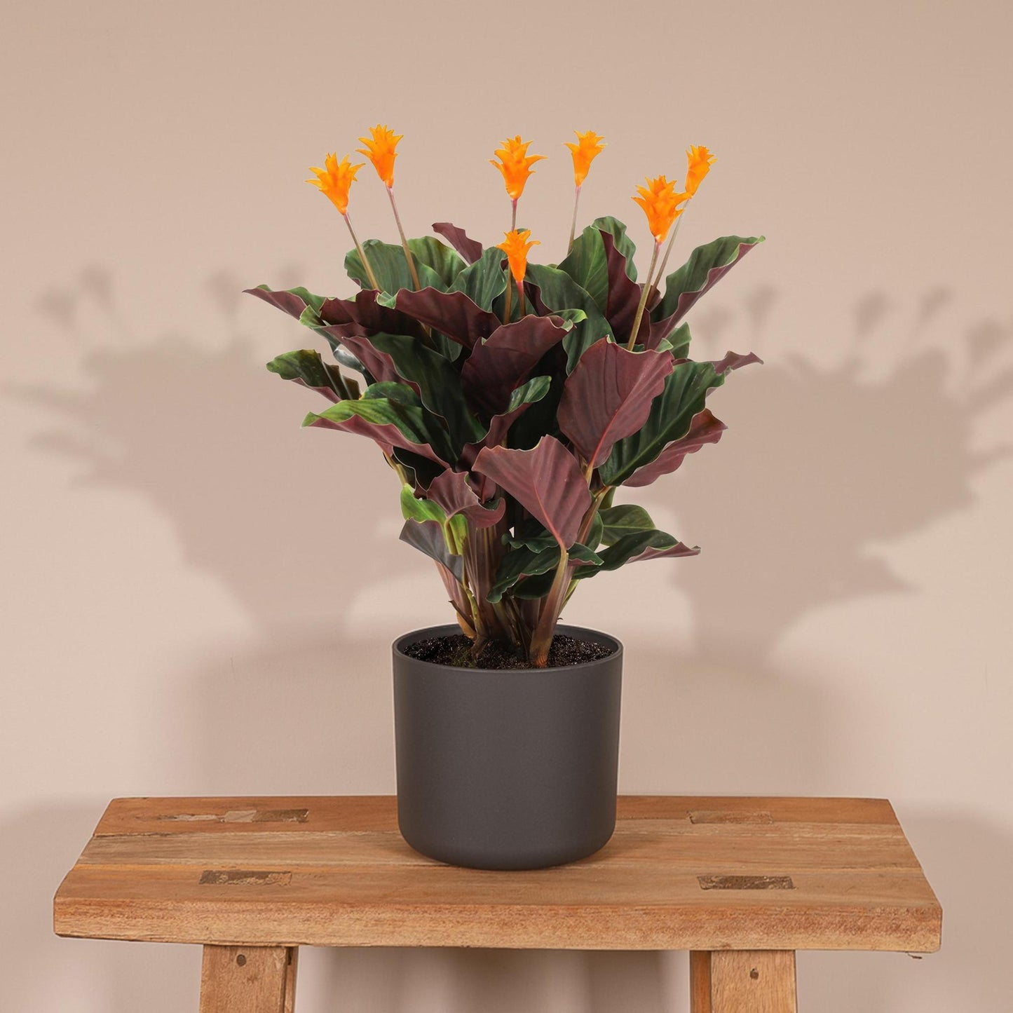 Calathea Crocata - Vivaflorique