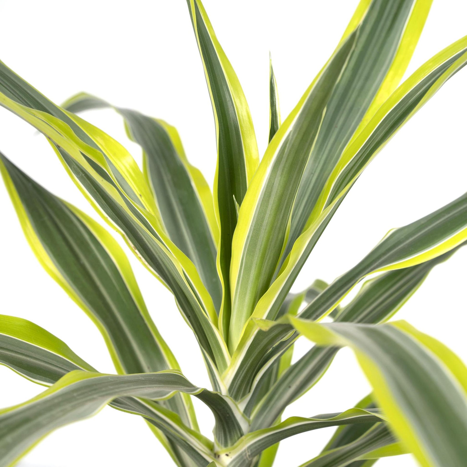 Dracaena Fragrans Lemon Lime - Vivaflorique