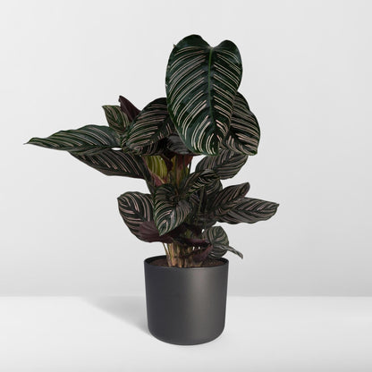 Calathea Ornata - Vivaflorique