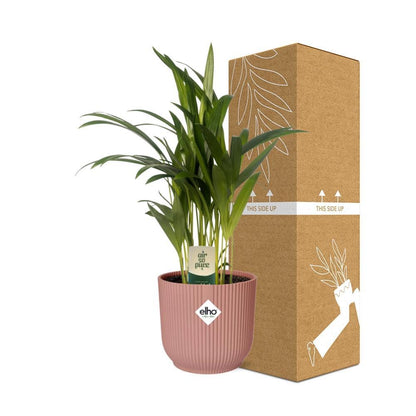 Dypsis Lutescens (Areca) in elho® Vibes pot roze - Vivaflorique