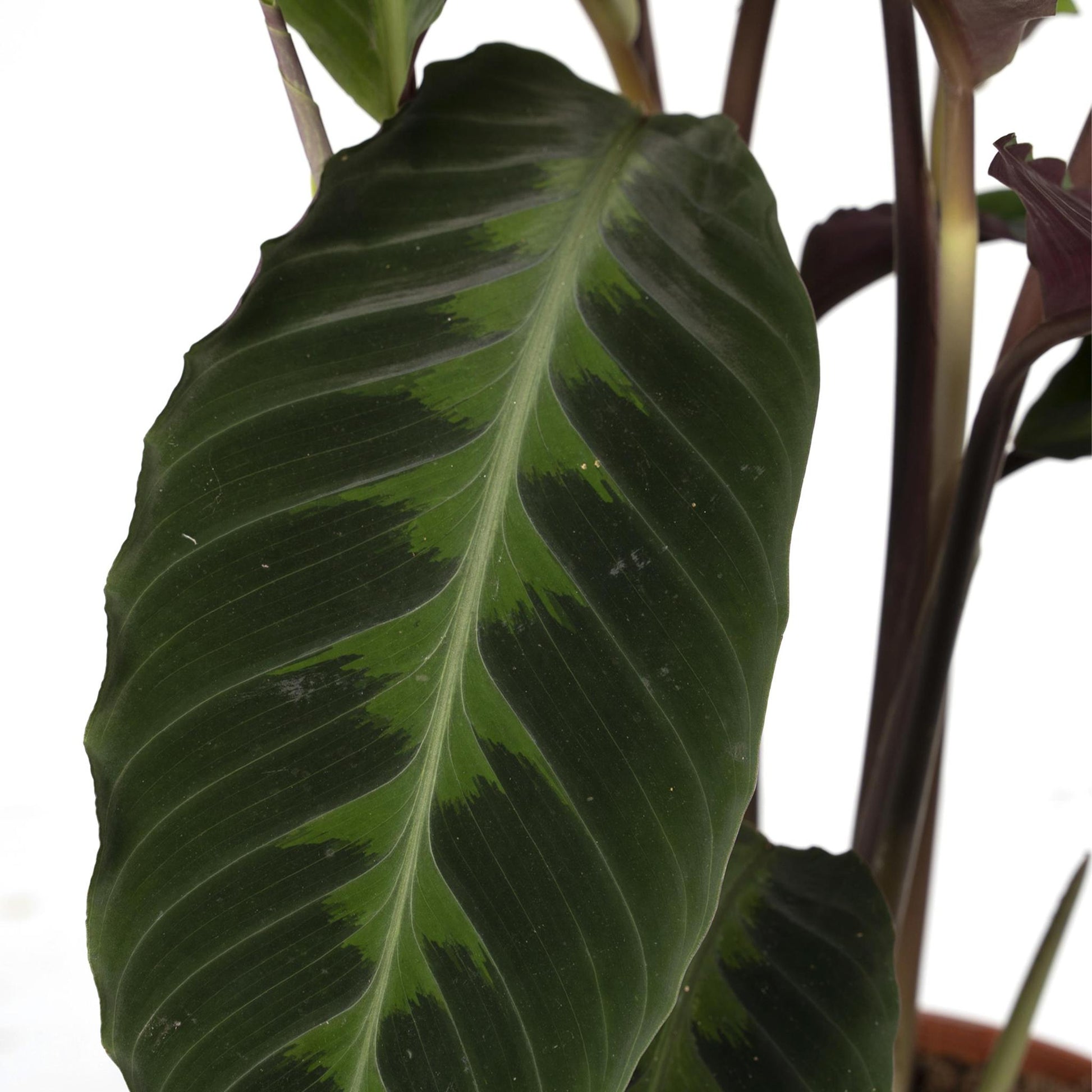 Calathea Warscewiczii - Pauwenplant - Vivaflorique