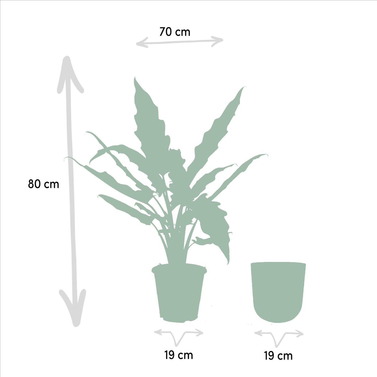 Alocasia Lauterbachiana in pot - Vivaflorique