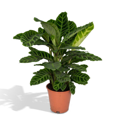 Calathea Zebrina - Pauwenplant - Vivaflorique