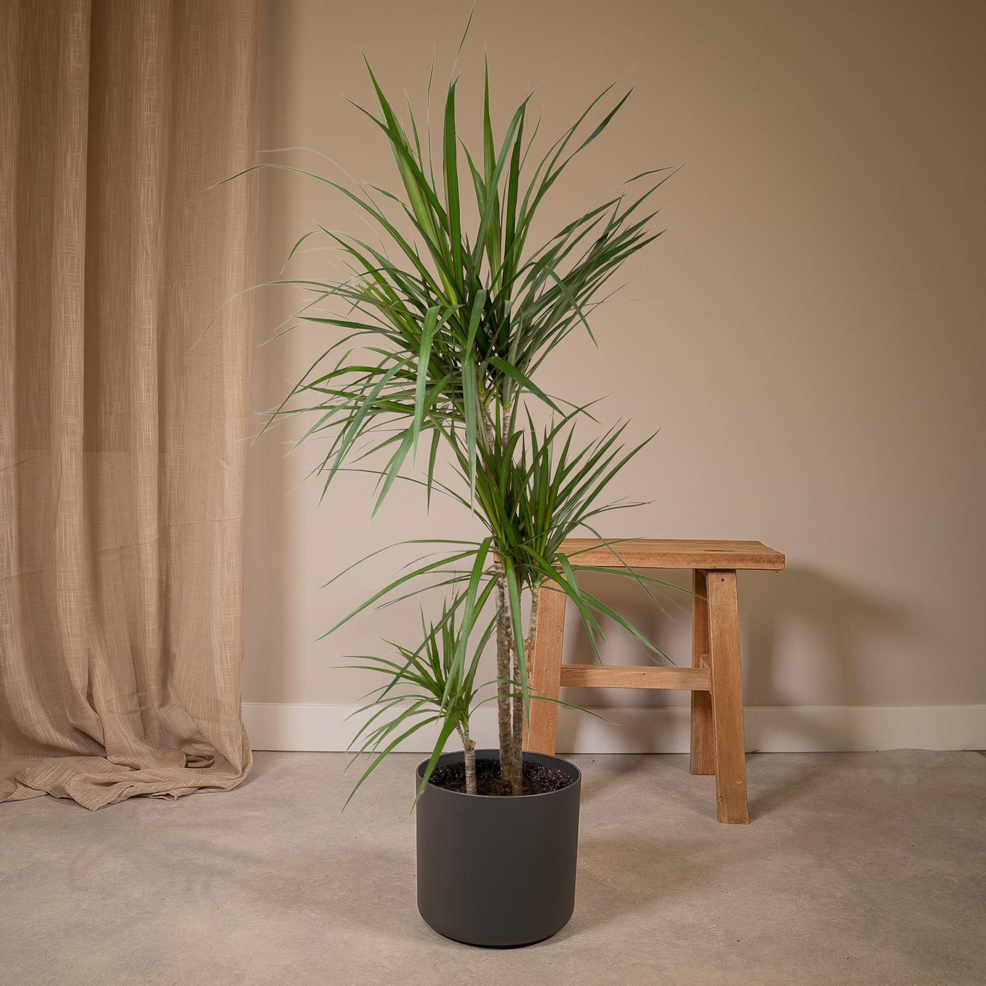 Dracaena Marginata - Vivaflorique