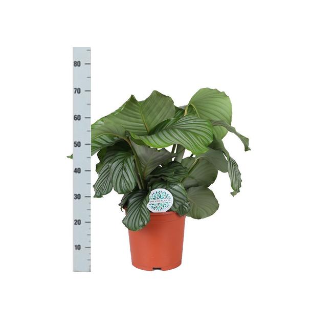 Calathea Orbifolia inclusief elho® pot - Vivaflorique