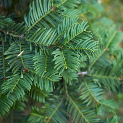 20x taxus planten voor 10 strekkende meter heg - Vivaflorique