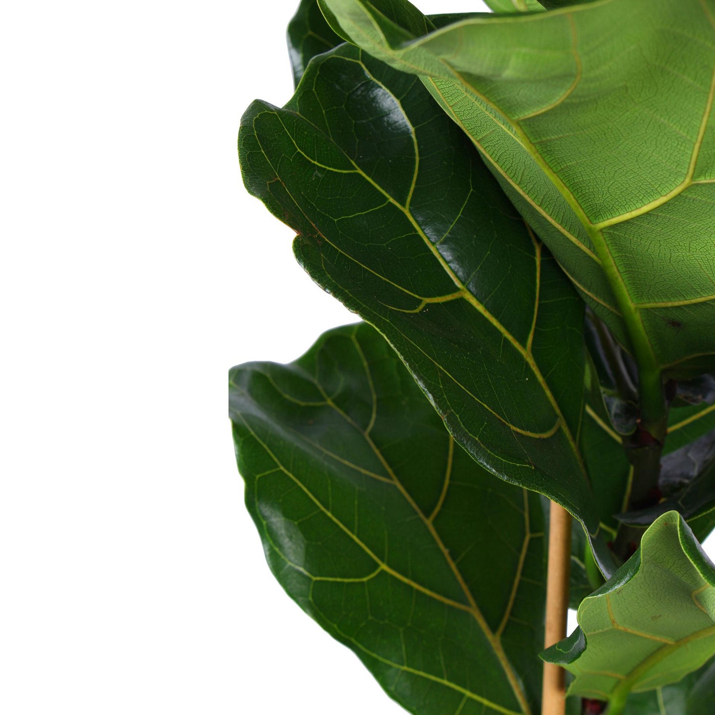 Ficus Lyrata inclusief elho® pot - Vivaflorique