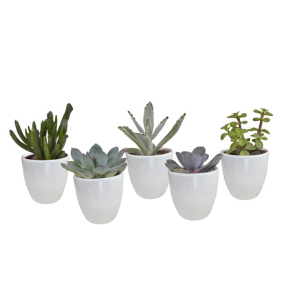 Succulentenmix in een witte pot - 5 stuks - Vivaflorique