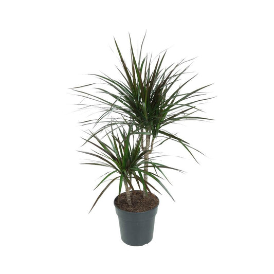 Dracaena Magenta - Vivaflorique