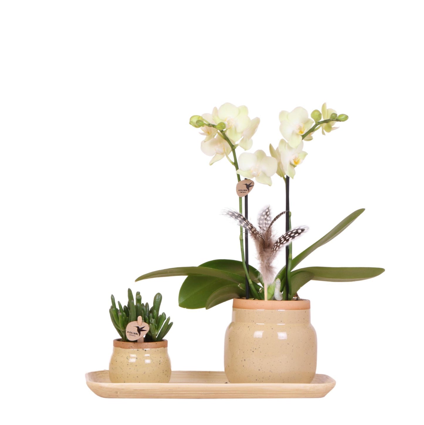 Orchidee plant set - Bamboe - Vivaflorique