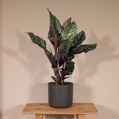 Calathea Ornata - Vivaflorique