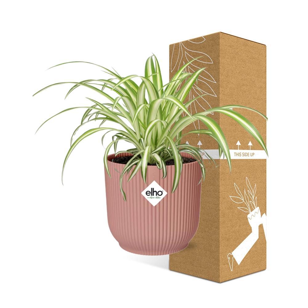 Chlorophytum Comosum Variegatum in elho® vibes pot - Vivaflorique