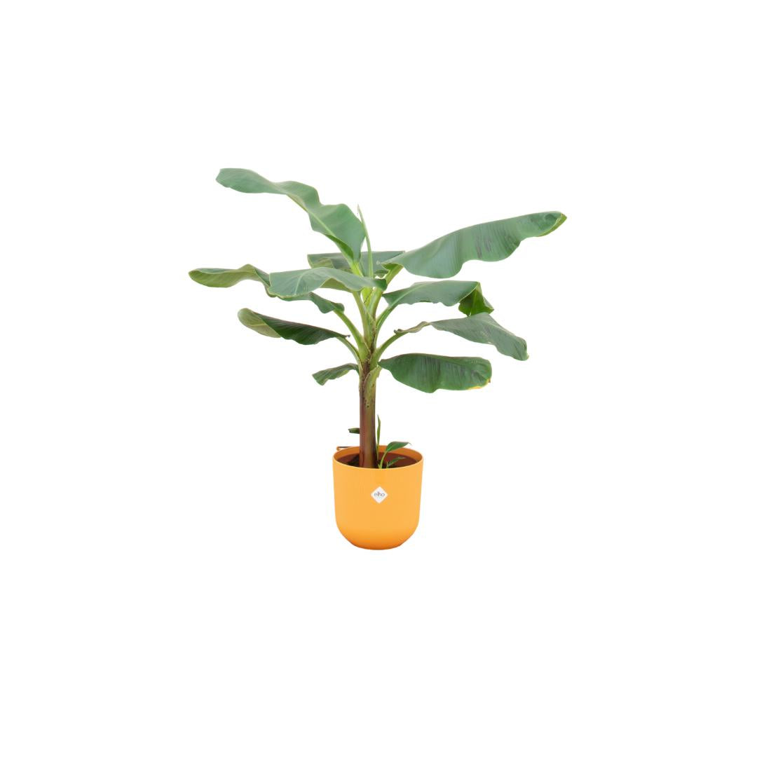 Bananenplant (Musa) inclusief elho® pot - Vivaflorique