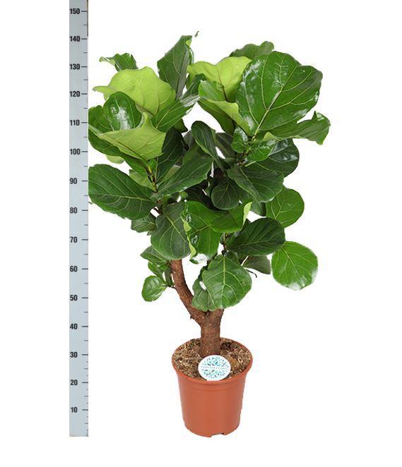 Ficus Lyrata (vertakt) in Boule wit pot - Vivaflorique