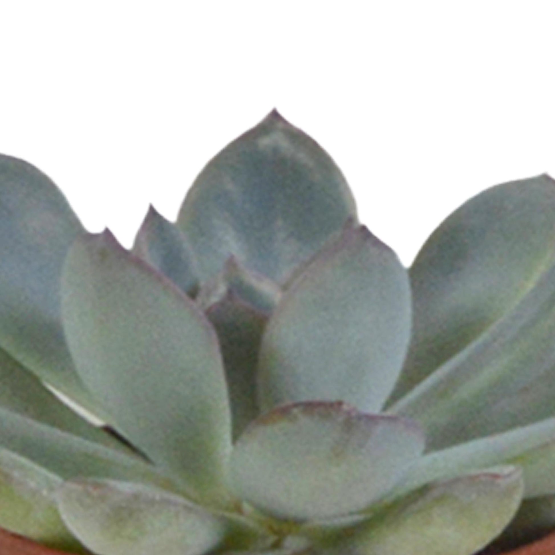 Succulentenmix in een witte pot - 5 stuks - Vivaflorique