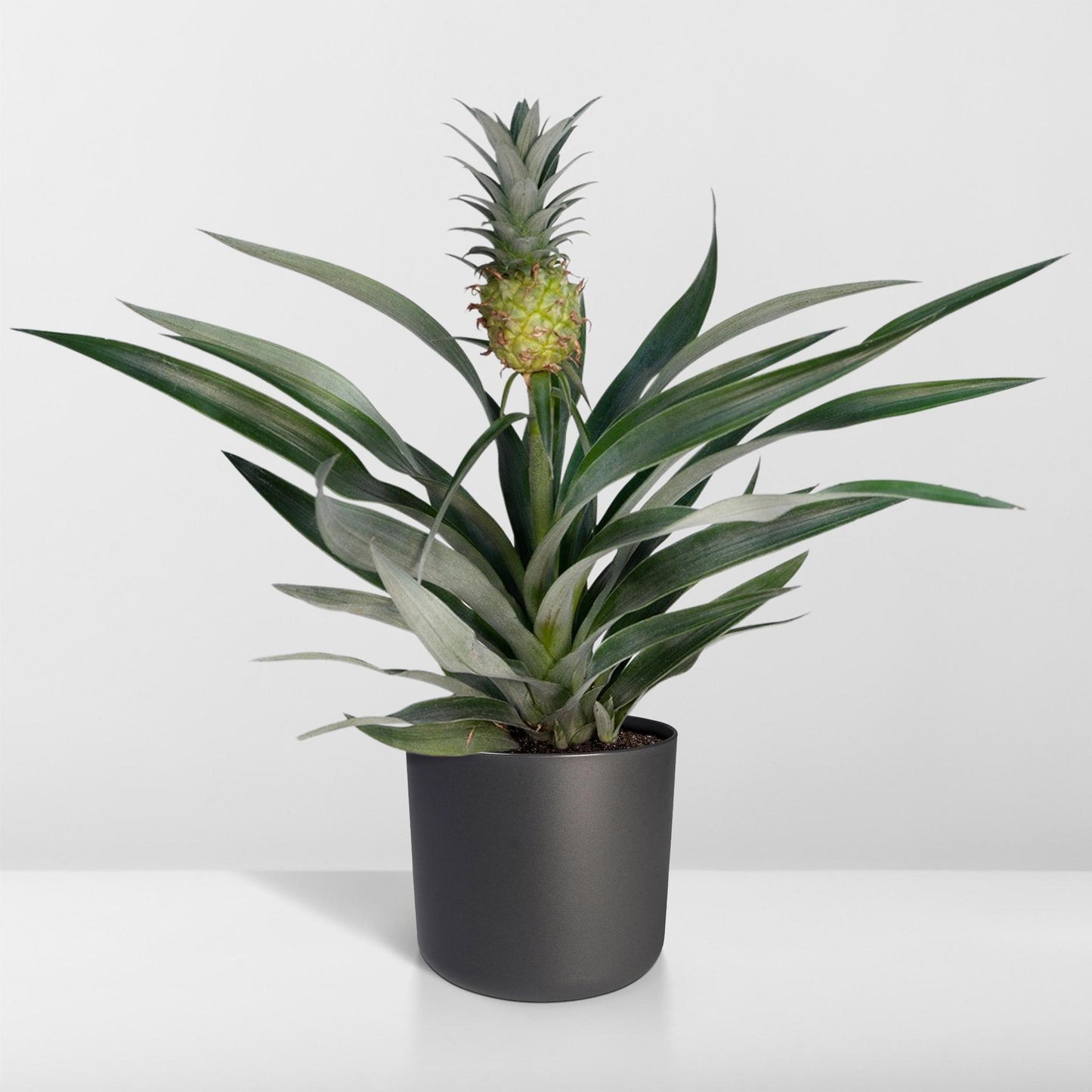 Bromelia - ananasplant - Vivaflorique