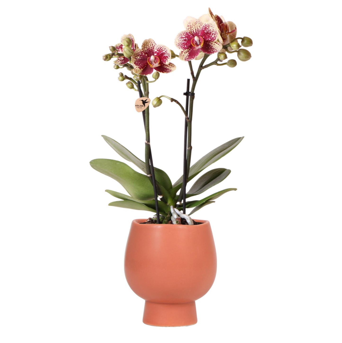 Phalaenopsis Orchidee geel/rood in scandinavische terracotta pot - Vivaflorique