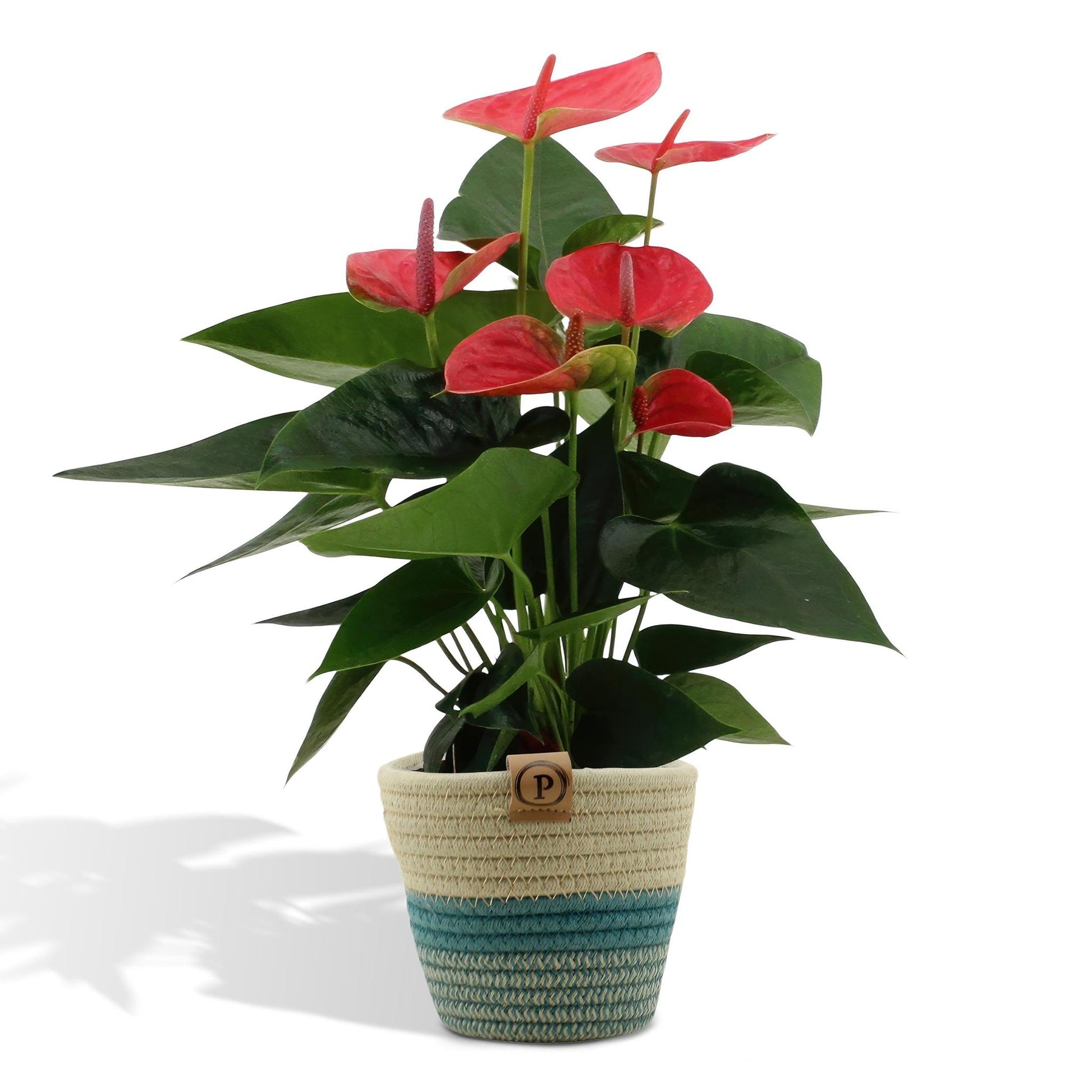 Anthurium andreanum Süßer Traum inclusief pot - Vivaflorique