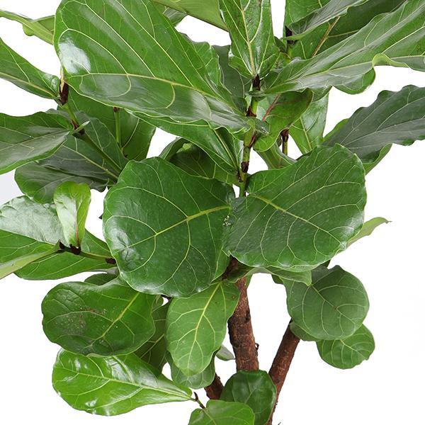 Ficus Lyrata (verzweigt) inclusief pot - Vivaflorique