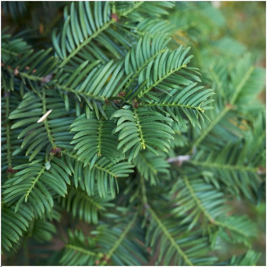 6x dennenhaag - Taxus baccata - voor 1 strekkende meter heg - Vivaflorique