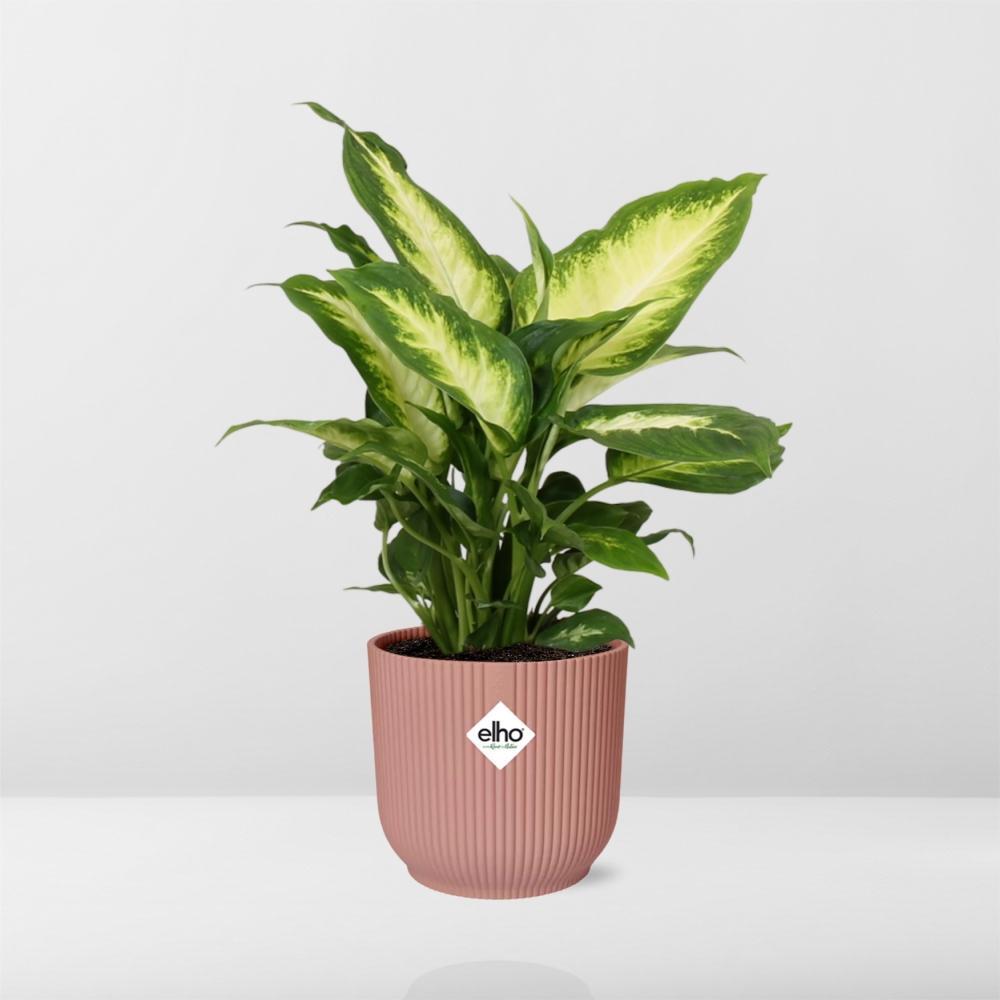 Dieffenbachia ‘Camilla' in elho® Vibes Fold PINK pot - Vivaflorique