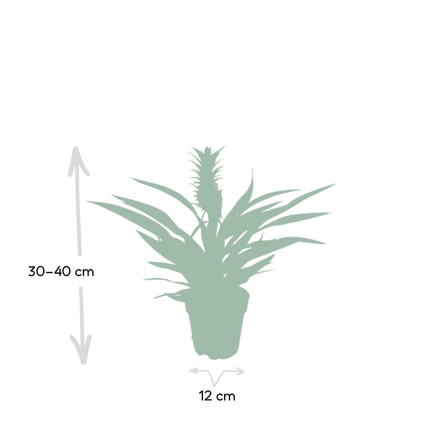 Bromelia - ananasplant - Vivaflorique