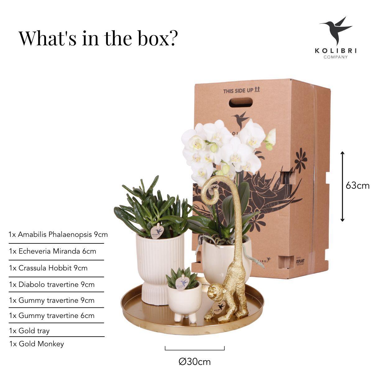 Cadeaupakket Luxury Living - orchidee - Vivaflorique