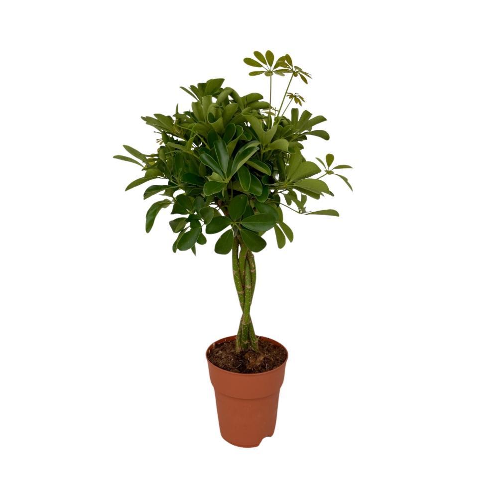 Schefflera Compacta - Vivaflorique