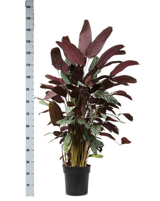 Ctenanthe Oppenheimiana inclusief elho® pot - Vivaflorique