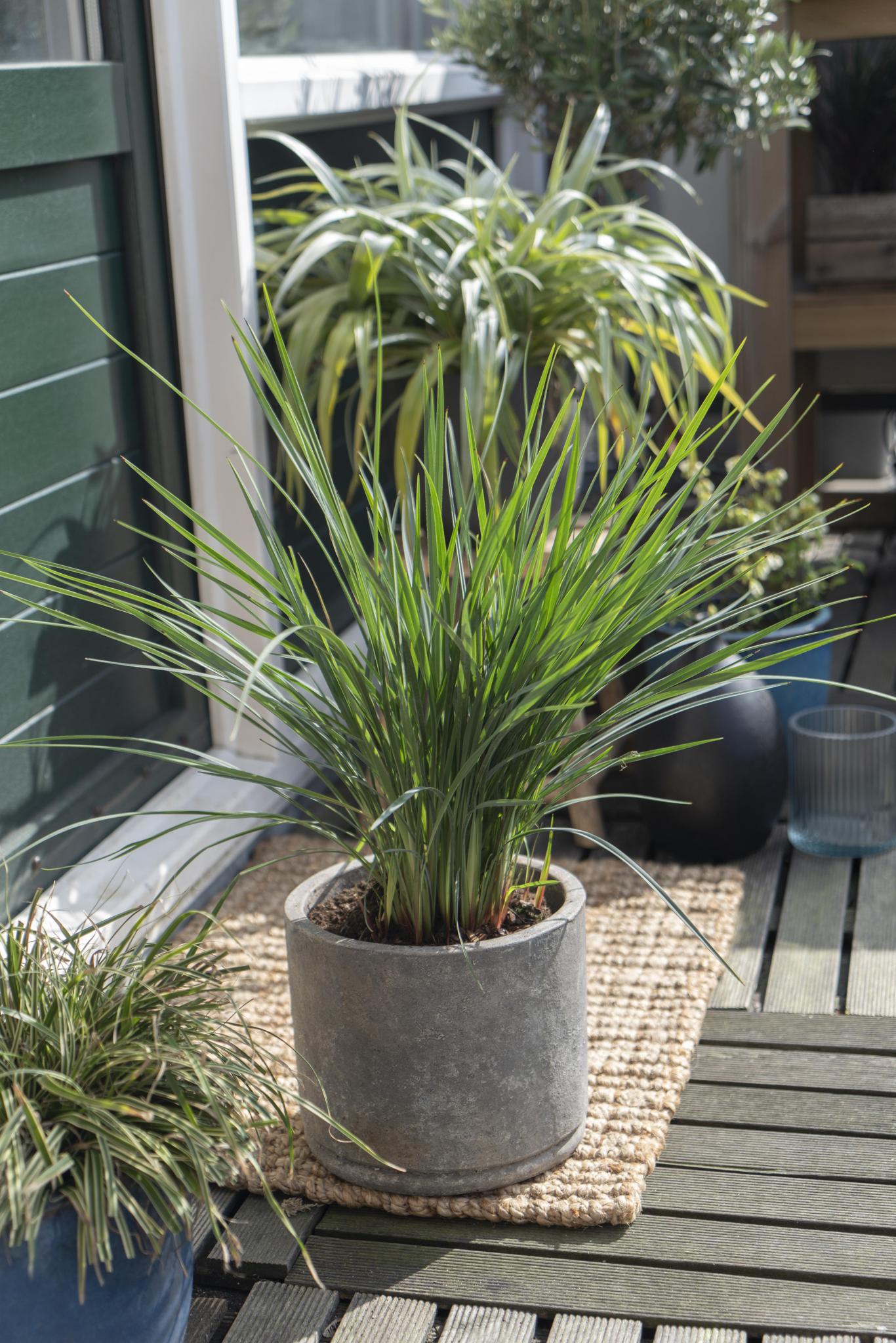 Dianella revoluta 'Coolvista'® - Vivaflorique