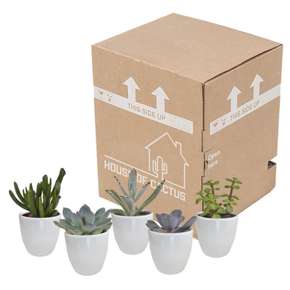 Succulentenmix in een witte pot - 5 stuks - Vivaflorique