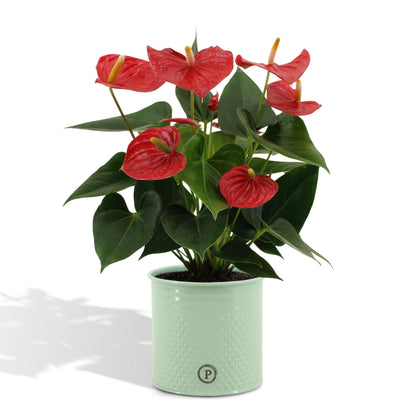 Anthurium andreanum Esudo inclusief pot - Vivaflorique